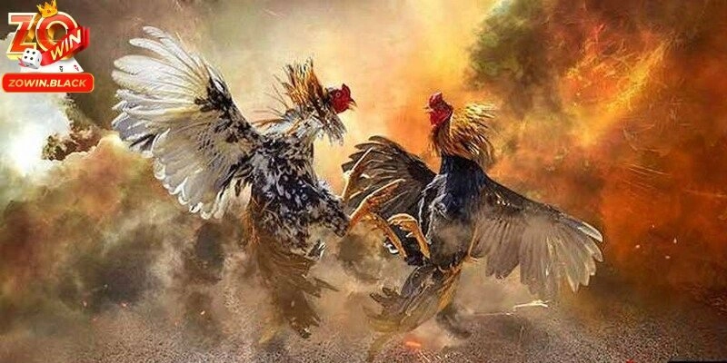 Cách đá gà cựa dao
